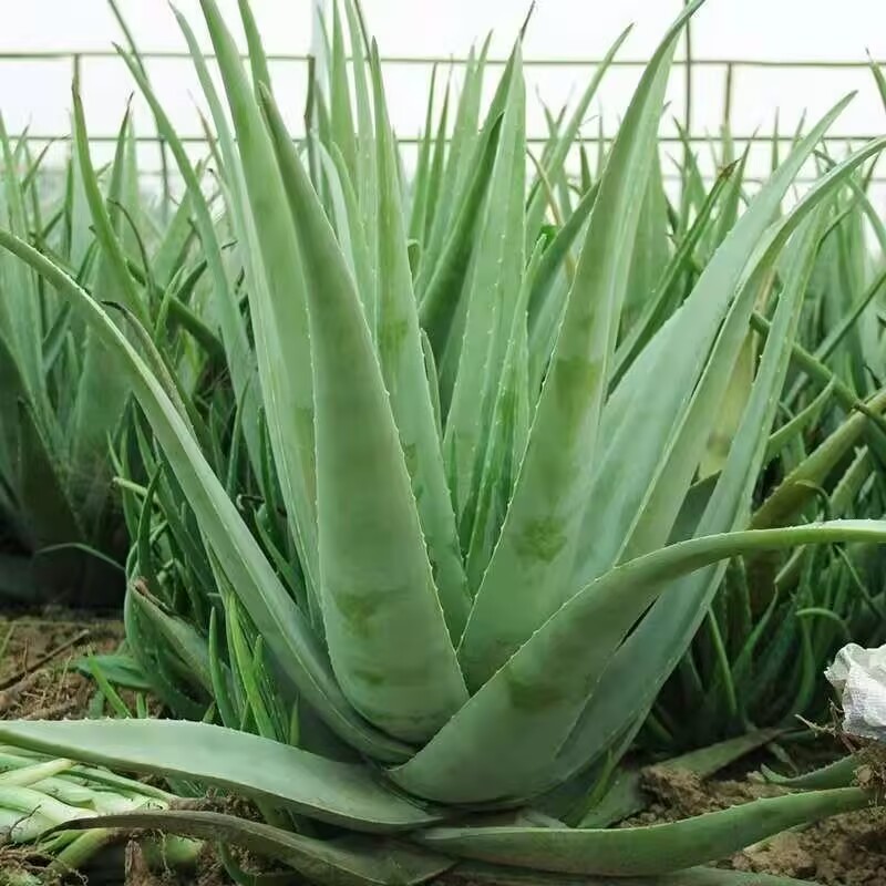 Candle Making Raw Material - Foglie di Aloe Vera Essiccate 100%